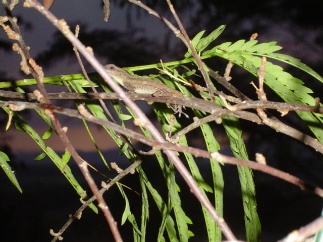 Dsc00349.jpg