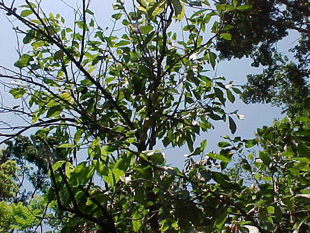 MVC_009F_001.jpg