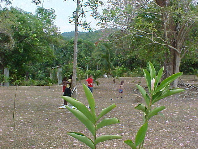 Playing Cricket