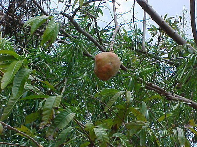 Custard Apple