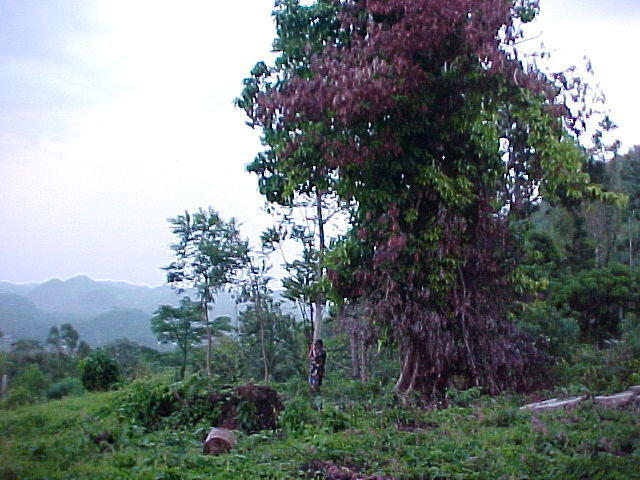 MVC_016F_001.jpg