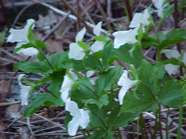 Mvc_039f.jpg