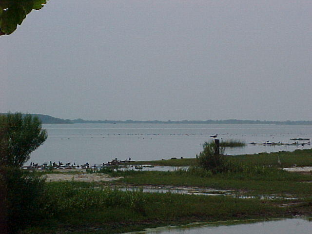 Chincoteague birds