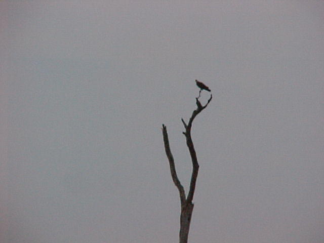 Bird View