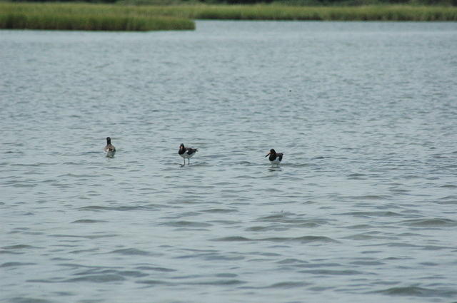 DSC_0045.jpg