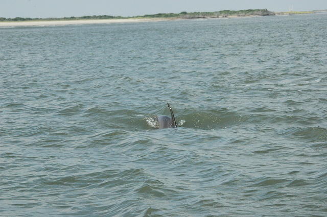 DSC_0133.jpg