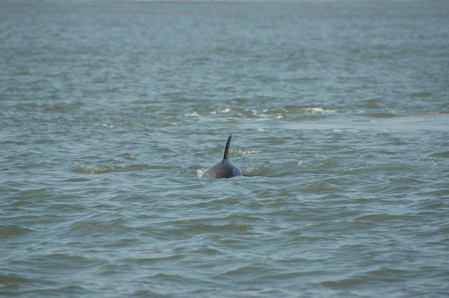 DSC_0136.jpg