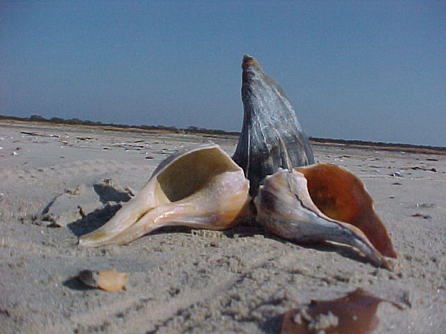 MVC_004F_002.jpg