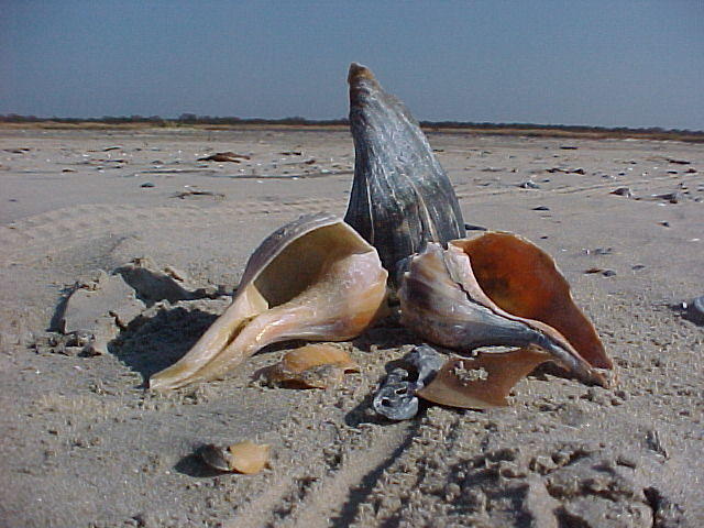 MVC_005F_001.jpg