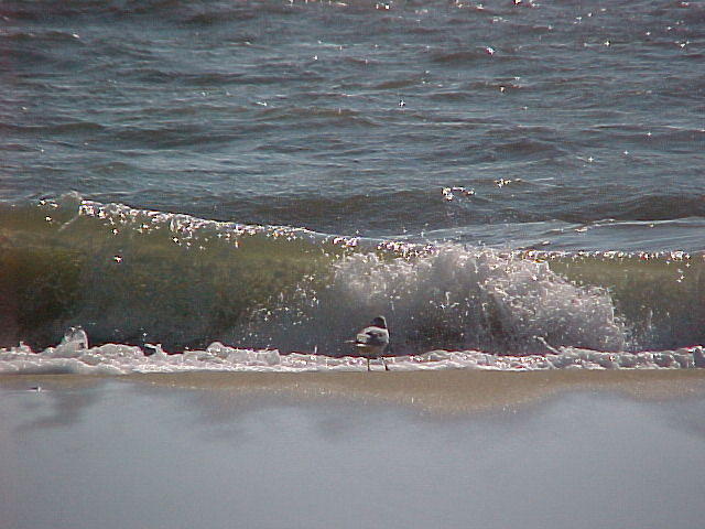 MVC_017F_001.jpg