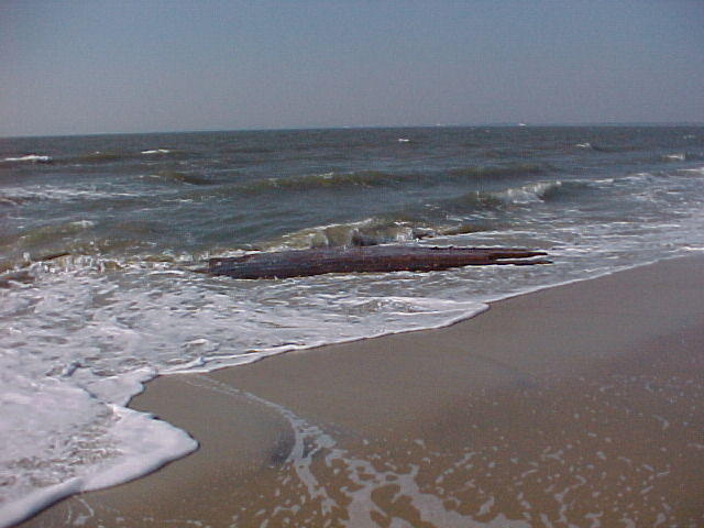 MVC_019F_002.jpg