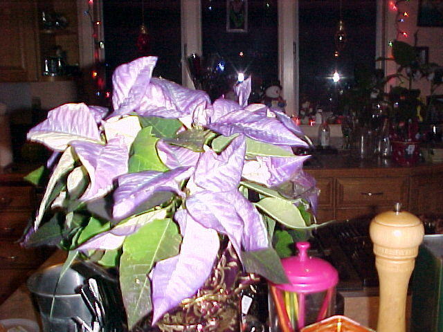 Dec. 13th, 2005, Jonithan and Tom Arrive
