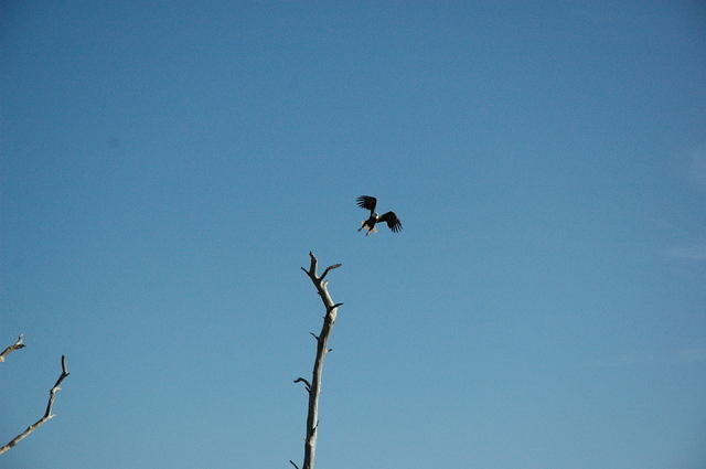 DSC_0100.jpg