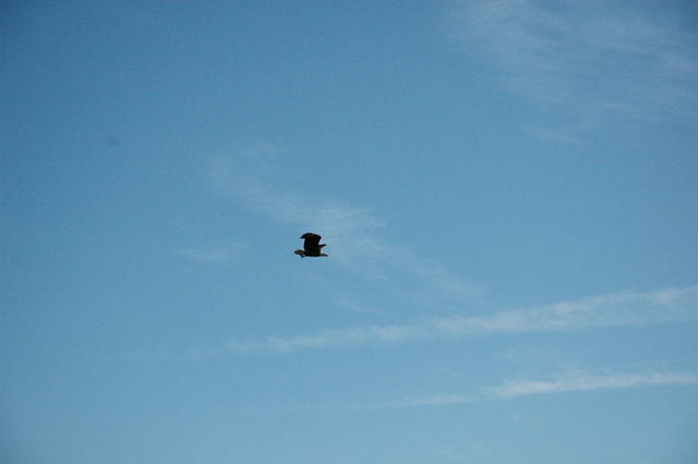 DSC_0101.jpg