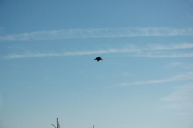 DSC_0102.jpg