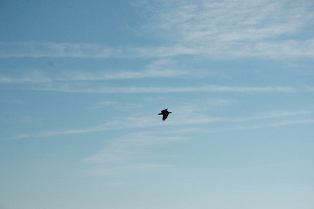 DSC_0103.jpg