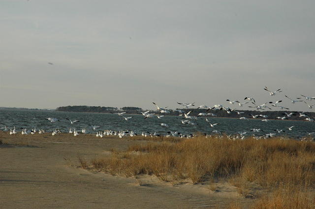 DSC_0113.jpg