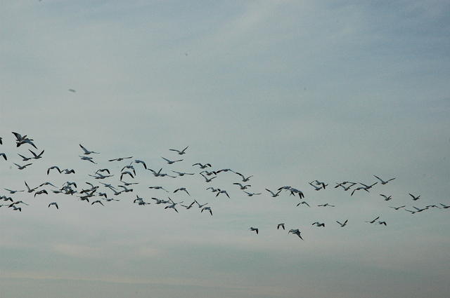 DSC_0117_001.jpg