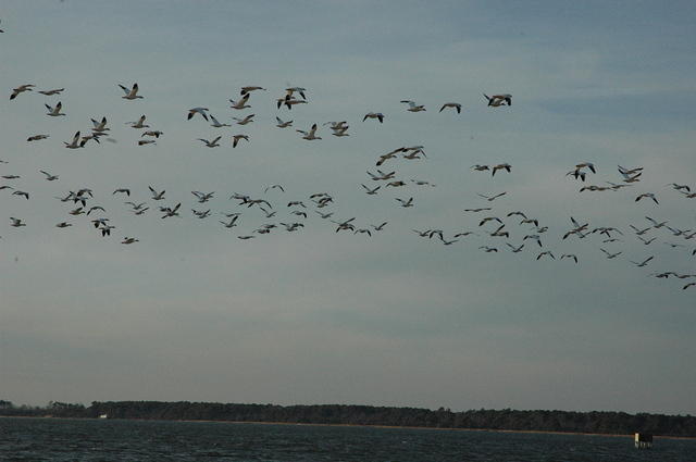 DSC_0118_001.jpg