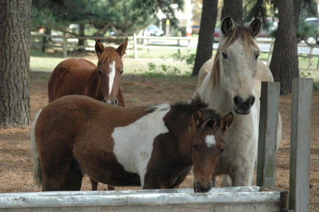 Ponies 2