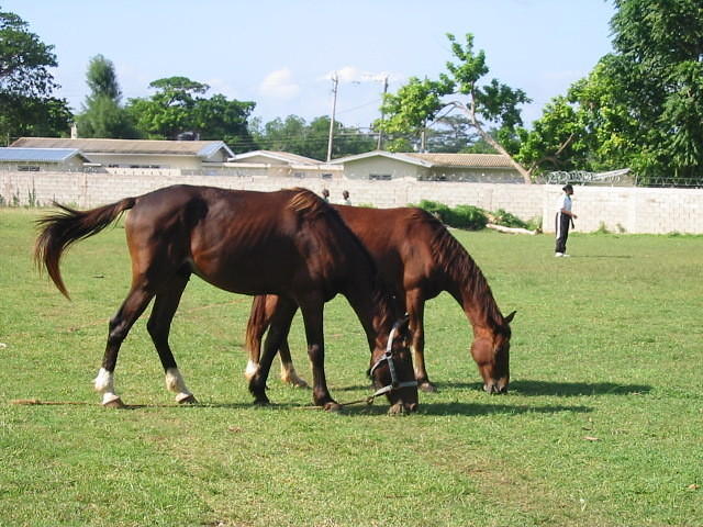 Horses on the pitch don't seem interested in the match (only in Jamaica lol!)