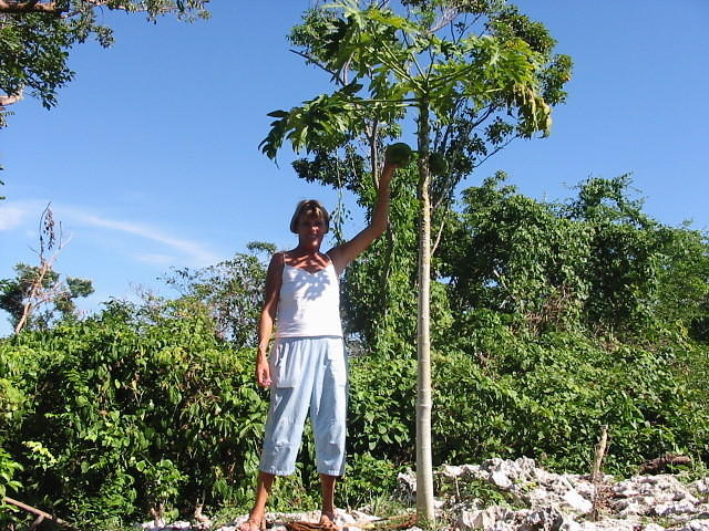 Picking papayas for the party