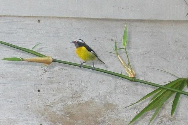 BANANAQUIT ON BAMBOO 2