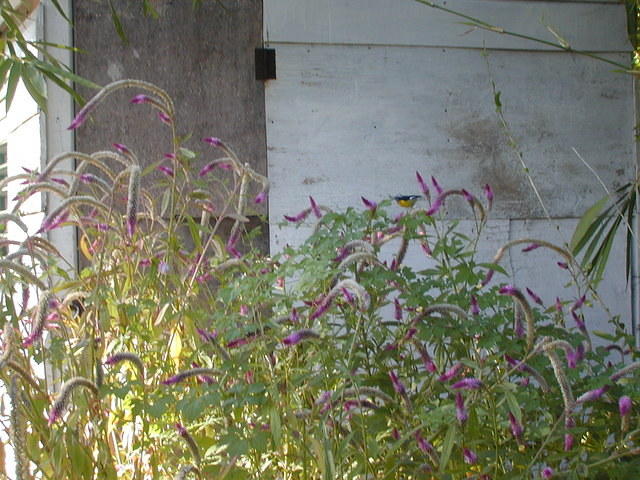 Bananaquit in Chenile plant