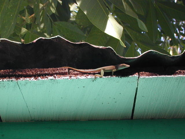 Gecko on eave 2