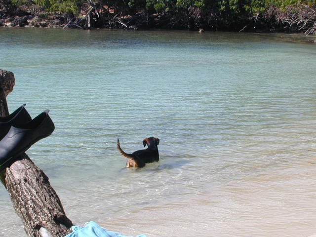 Half Moon Bay fishing dog