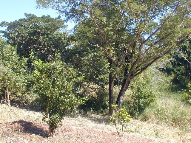 VV fruit trees