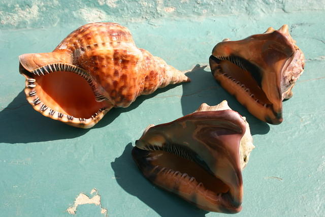 Allen's shells