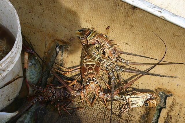 Catch #3