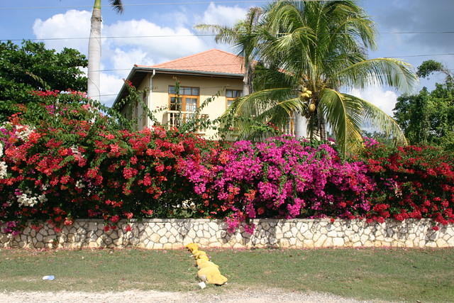 Westender Inn flowers #3