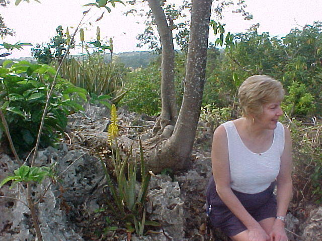 Moved these aloes