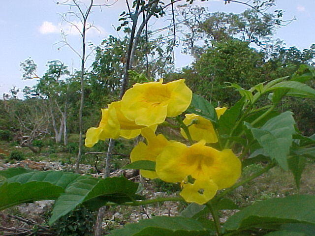 MVC_004F_006.jpg