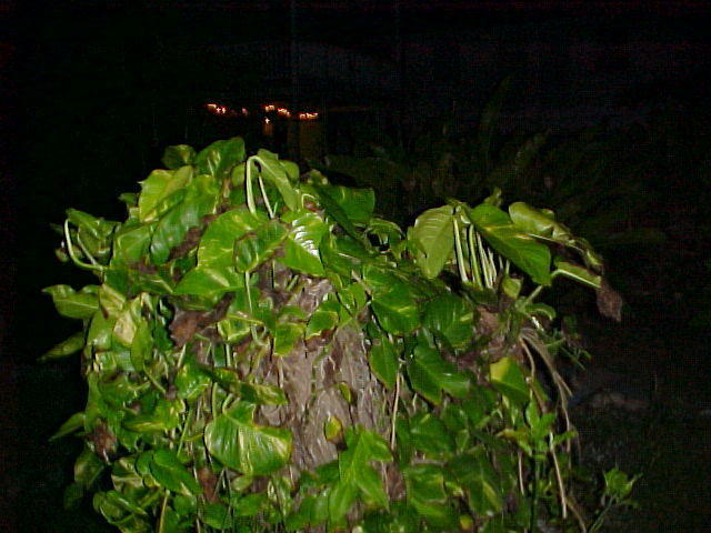 MVC_014F_013.jpg