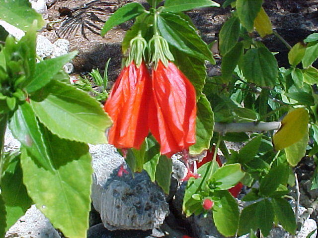 MVC_018F_009.jpg