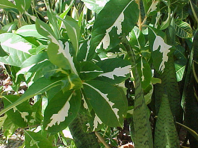 MVC_020F_008.jpg