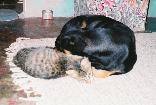 cat_dog.jpg