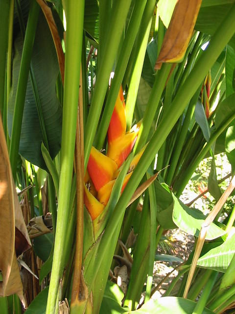 Red Green & Gold