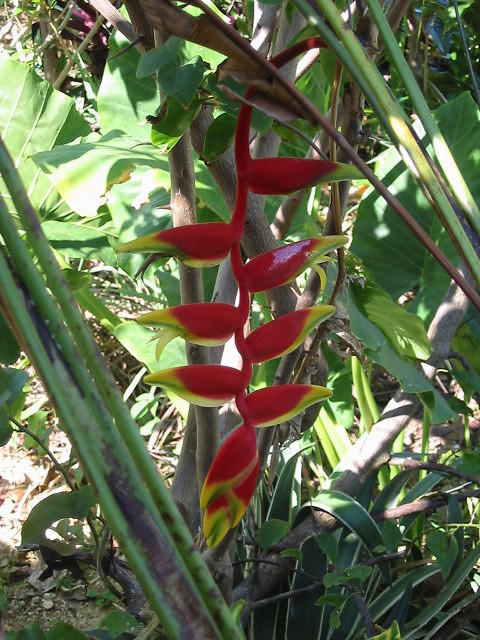 Ginger Lily