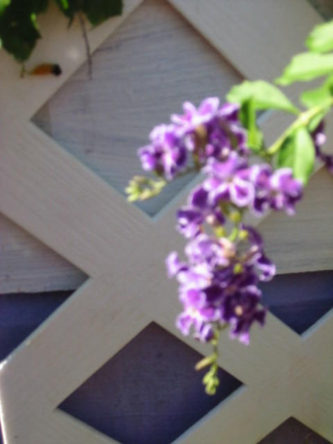 Beautiful climbers growing up the house