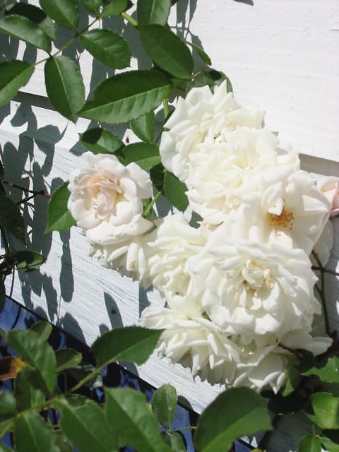 Roses, one of the flowers I miss from the UK