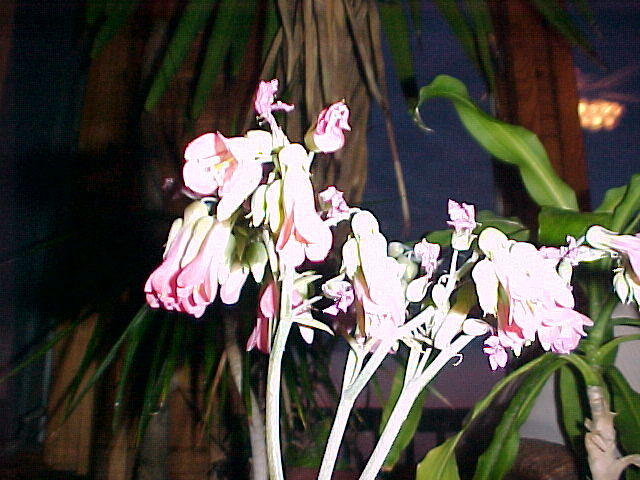  Thru. Mar.9th 2006