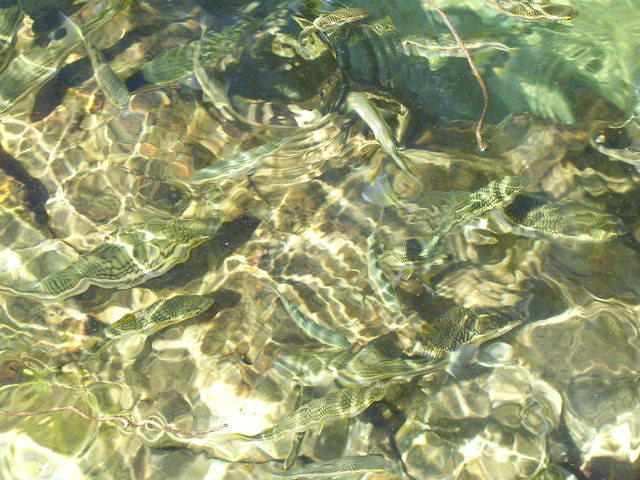 Aqua nova