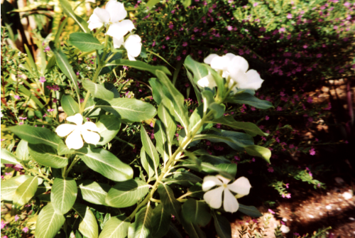 and more flowers!
