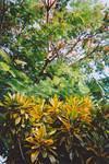Gorgeous 12-foot US houseplants, I mean Jamaican trees