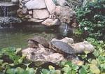 Turtle residents: Smiley (left) and Super Yoga Turtle (right)