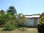 Mango Tree 2010/2011